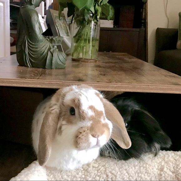 Meet your Posh Ambassador, David - Picture 6 of 12